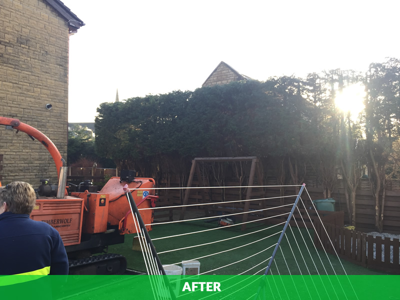 conifer reduction in blackburn - after image