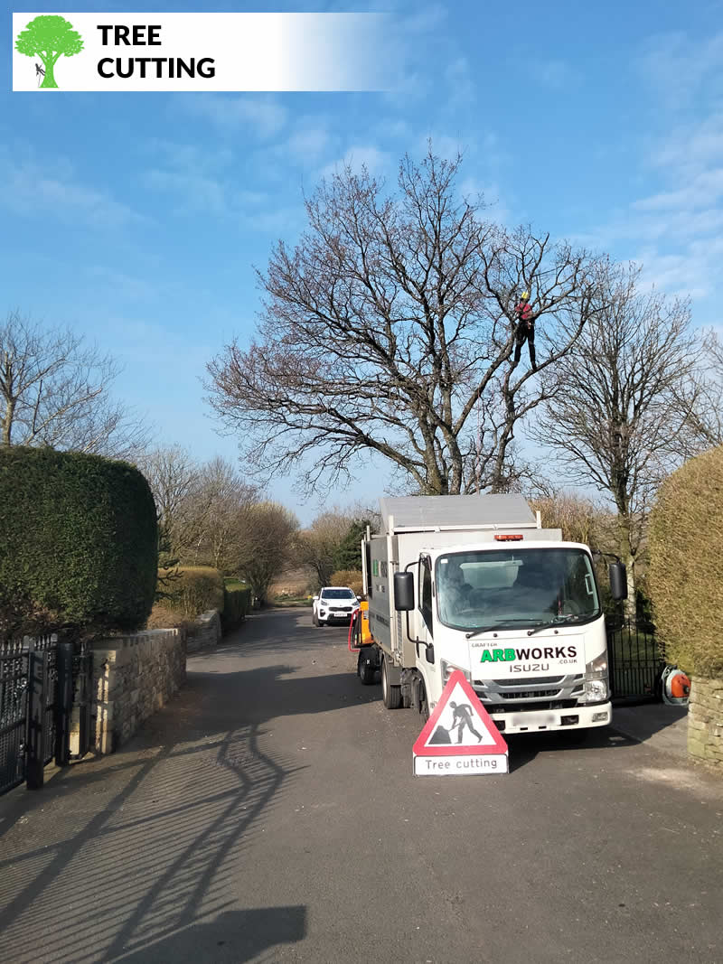 tree cutting in blackburn