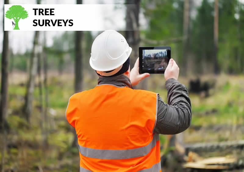 tree surveys in blackburn